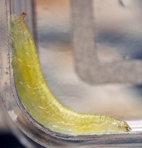 Réf. 303 092 : Sphaerophoria scripta